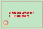 家有仙草霍山灵芝孢子？什么叫野生灵芝