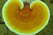 灵芝孢子粉哪个地方产的最好？专家是这么说的！