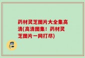 药材灵芝图片大全集高清(高清图集！药材灵芝图片一网打尽)