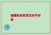 猪腰形状的灵芝好不好用