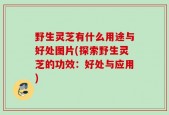 野生灵芝有什么用途与好处图片(探索野生灵芝的功效：好处与应用)