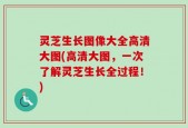 灵芝生长图像大全高清大图(高清大图，一次了解灵芝生长全过程！)