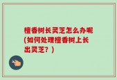 檀香树长灵芝怎么办呢(如何处理檀香树上长出灵芝？)