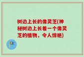 树边上长的像灵芝(神秘树边上长着一个像灵芝的植物，令人惊艳)