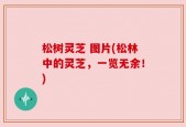 松树灵芝 图片(松林中的灵芝，一览无余！)