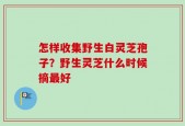 怎样收集野生白灵芝孢子？野生灵芝什么时候摘最好