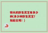 特大的野生灵芝有多少种(多少种野生灵芝？如此壮观！)