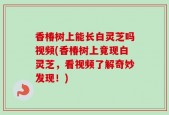 香椿树上能长白灵芝吗视频(香椿树上竟现白灵芝，看视频了解奇妙发现！)