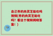 自己养的肉灵芝能吃吗视频(养的肉灵芝能吃吗？看这个视频揭晓答案！)