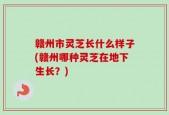 赣州市灵芝长什么样子(赣州哪种灵芝在地下生长？)