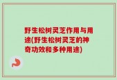野生松树灵芝作用与用途(野生松树灵芝的神奇功效和多种用途)