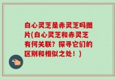 白心灵芝是赤灵芝吗图片(白心灵芝和赤灵芝有何关联？探寻它们的区别和相似之处！)