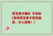 灵芝孢子图片 子实体(发现灵芝孢子真实面目，令人惊叹！)