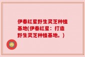 伊春红星野生灵芝种植基地(伊春红星：打造野生灵芝种植基地。)