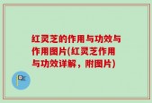 红灵芝的作用与功效与作用图片(红灵芝作用与功效详解，附图片)