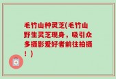 毛竹山种灵芝(毛竹山野生灵芝现身，吸引众多摄影爱好者前往拍摄！)
