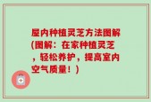屋内种植灵芝方法图解(图解：在家种植灵芝，轻松养护，提高室内空气质量！)