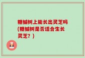 糖槭树上能长出灵芝吗(糖槭树是否适合生长灵芝？)