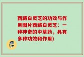 西藏白灵芝的功效与作用图片西藏白灵芝：一种神奇的中草药，具有多种功效和作用)