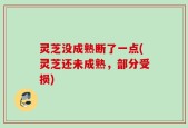 灵芝没成熟断了一点(灵芝还未成熟，部分受损)