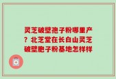 灵芝破壁孢子粉哪里产？北芝堂在长白山灵芝破壁胞子粉基地怎样样