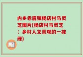 内乡赤眉镇杨店村马灵芝图片(杨店村马灵芝：乡村人文景观的一抹绿)