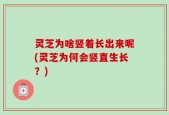 灵芝为啥竖着长出来呢(灵芝为何会竖直生长？)