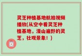 灵芝种植基地航拍视频播放(从空中看灵芝种植基地，漫山遍野的灵芝，壮观景象！)