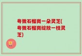 粤微石榴岗一朵灵芝(粤微石榴岗绽放一枝灵芝)