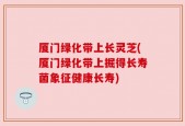 厦门绿化带上长灵芝(厦门绿化带上掘得长寿菌象征健康长寿)