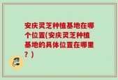 安庆灵芝种植基地在哪个位置(安庆灵芝种植基地的具体位置在哪里？)