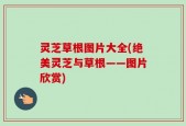 灵芝草根图片大全(绝美灵芝与草根——图片欣赏)