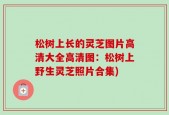 松树上长的灵芝图片高清大全高清图：松树上野生灵芝照片合集)