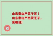 山东泰山产灵子芝 (山东泰山产出灵芝子，受瞩目)
