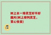树上长一排灵芝好不好图片(树上排列灵芝，赏心悦目)