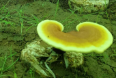 灵芝孢子粉什么时候吃效果好？原来这样吃最好！