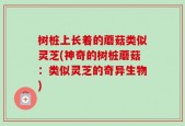树桩上长着的蘑菇类似灵芝(神奇的树桩蘑菇：类似灵芝的奇异生物)