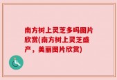南方树上灵芝多吗图片欣赏(南方树上灵芝盛产，美丽图片欣赏)