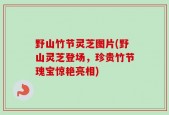野山竹节灵芝图片(野山灵芝登场，珍贵竹节瑰宝惊艳亮相)