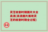 灵芝收割时期图片大全高清(高清图片展现灵芝的收割时期全过程)
