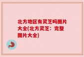 北方地区有灵芝吗图片大全(北方灵芝：完整图片大全)