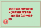 灵芝在家怎样种植的图片(家庭种植灵芝教程：详解灵芝在家种植步骤)
