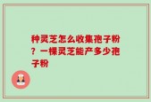 种灵芝怎么收集孢子粉？一棵灵芝能产多少孢子粉
