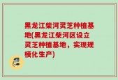 黑龙江柴河灵芝种植基地(黑龙江柴河区设立灵芝种植基地，实现规模化生产)
