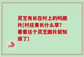 灵芝有长在村上的吗图片(村庄里长什么草？看看这个灵芝图片就知道了)