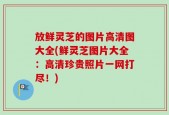 放鲜灵芝的图片高清图大全(鲜灵芝图片大全：高清珍贵照片一网打尽！)