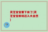 灵芝宝宝要下田了(灵芝宝宝即将迈入大自然)