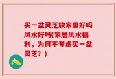 买一盆灵芝放家里好吗风水好吗(家居风水福利，为何不考虑买一盆灵芝？)