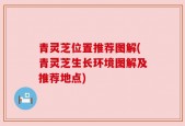 青灵芝位置推荐图解(青灵芝生长环境图解及推荐地点)