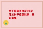 树干底部长出灵芝(灵芝从树干底部绽放，美轮美奂)
